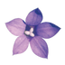 Bluebell