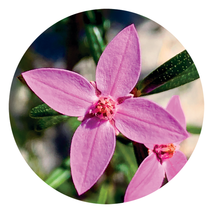 Image of Boronia bush flower, perfect for resolving lingering thoughts and events. This essence promotes clarity, focus and is beneficial for breaking old habits and dependencies. It also aids in overcoming the emotional impact of ended relationships.