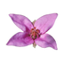 Boronia