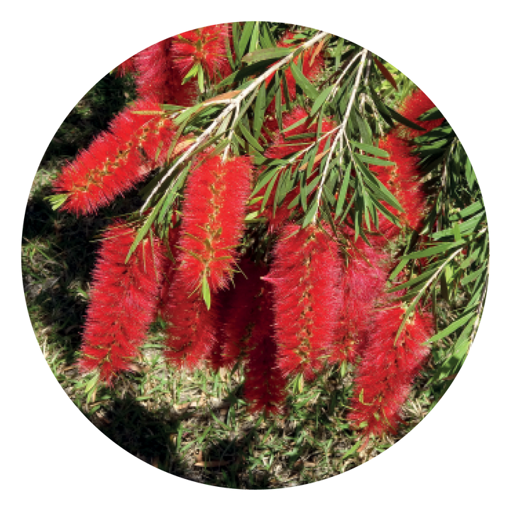 Bottlebrush