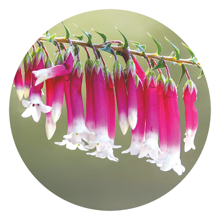 Bush Fuchsia