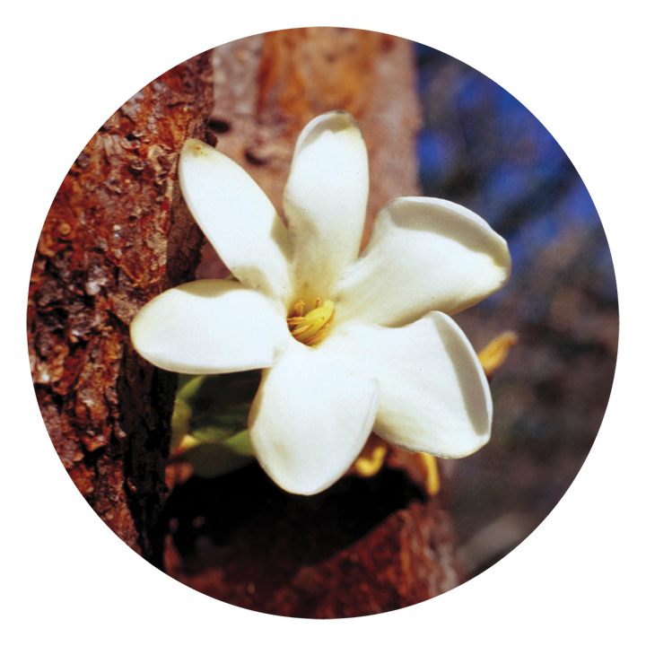 Bush Gardenia