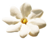 Bush Gardenia