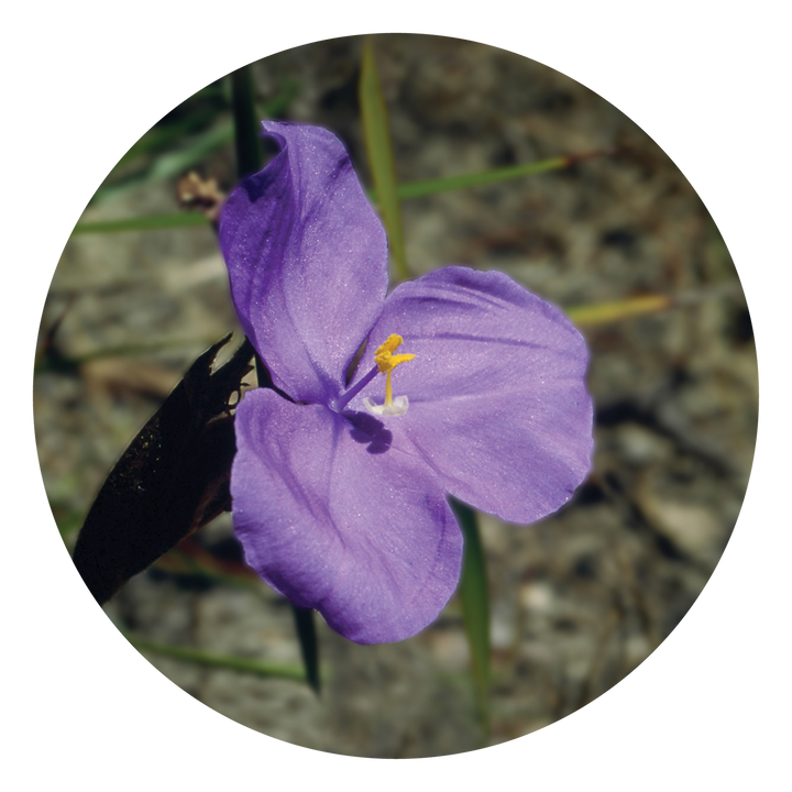 Bush Iris