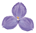 Bush Iris