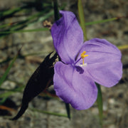 Bush Iris