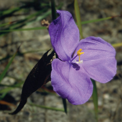 Bush Iris