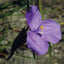 Bush Iris