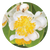 Calophyllum
