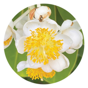 Calophyllum