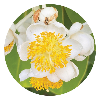 Calophyllum