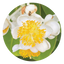 Calophyllum