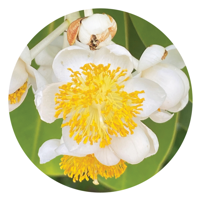 Calophyllum