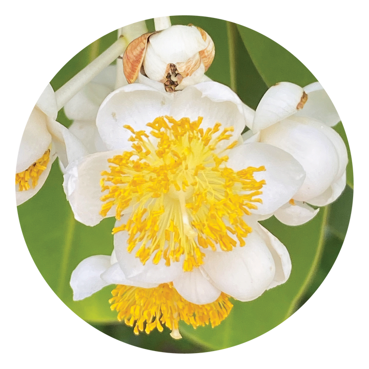 Calophyllum