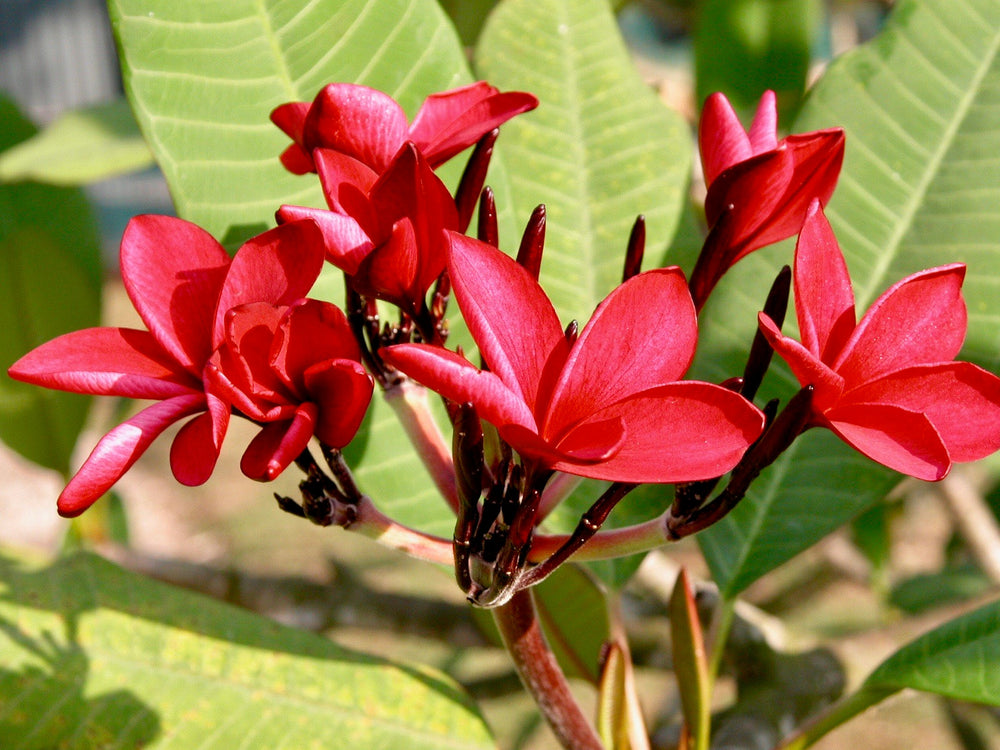 Roter Suva Frangipani