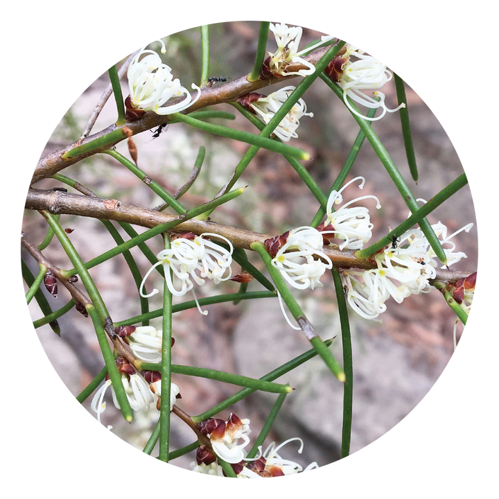 Dagger Hakea