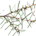 Dagger Hakea