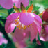 Dog Rose 