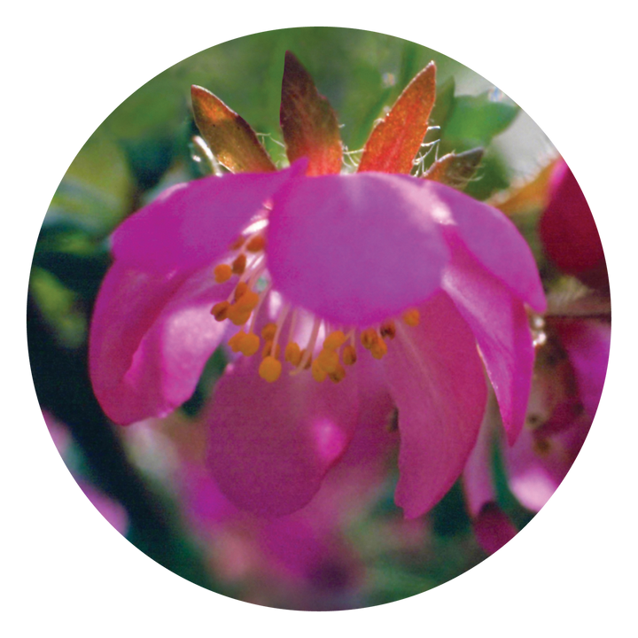 Dog Rose