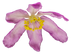 Dog Rose