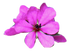 Dog Rose of the Wild Forces