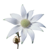 Flannel Flower