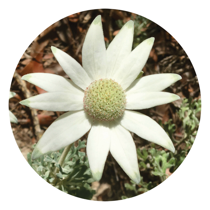 Image of Flannel Flower, ideal for individuals who struggle with maintaining personal boundaries and emotional intimacy. This essence fosters trust, gentleness and sensitivity in both verbal and physical expression.