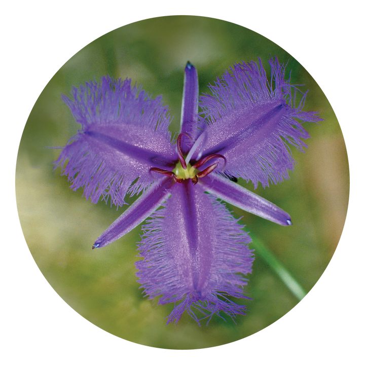 Fringed Violet