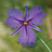 Fringed Violet