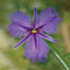 Fringed Violet