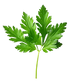 Green Essence