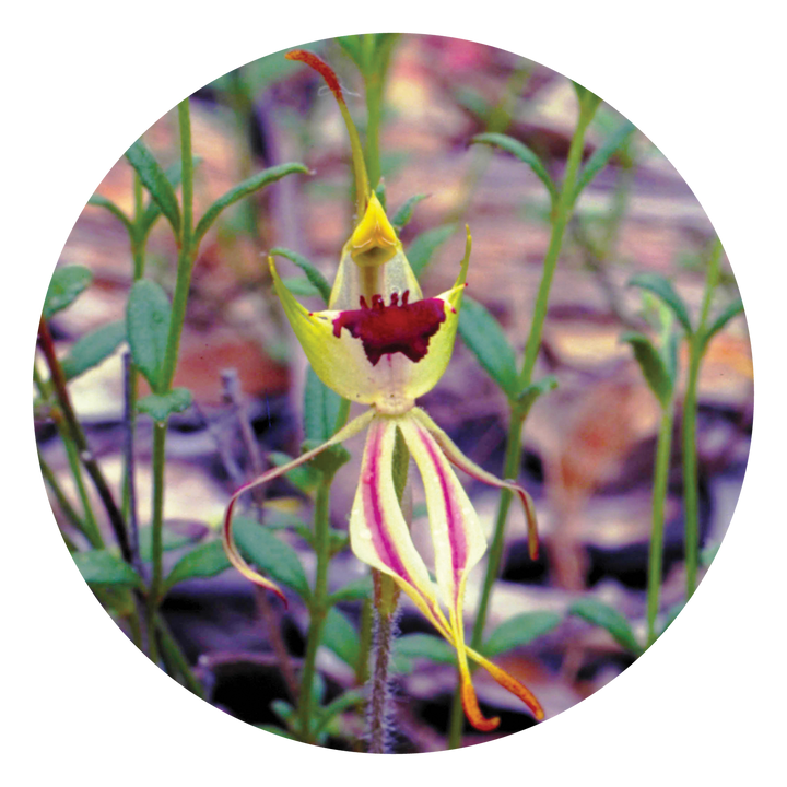Green Spider Orchid