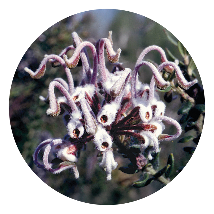 Grey Spider Flower