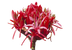 Gymea Lily