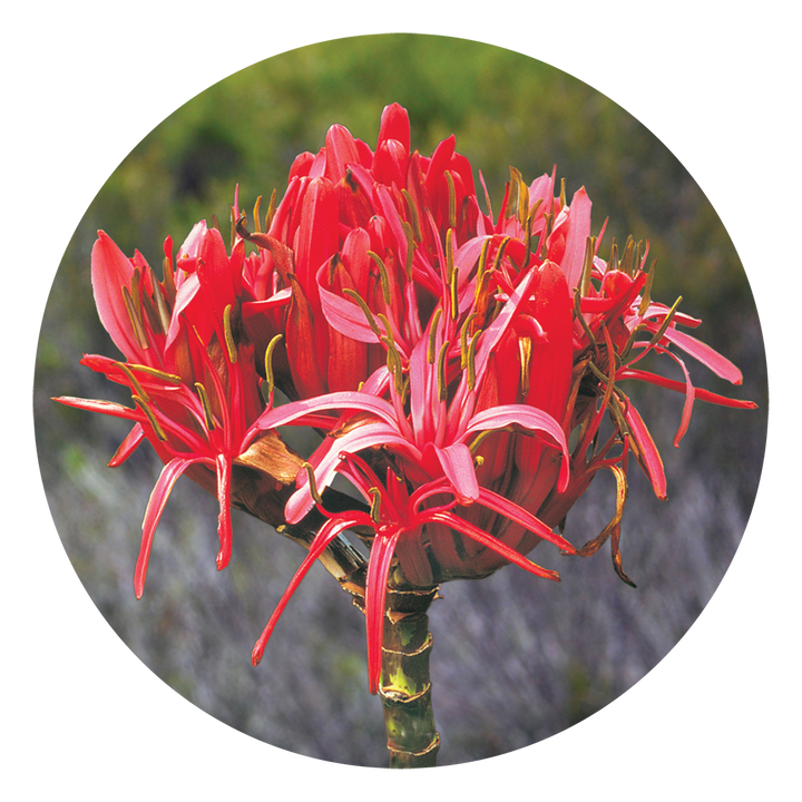 Gymea Lily Essence, derived from the Giant Lily with its towering stem and large red flowers, transforms arrogance into humility and provides strength for those ahead of their peers. Ideal for intense, extroverted and charismatic individuals seeking balance.
