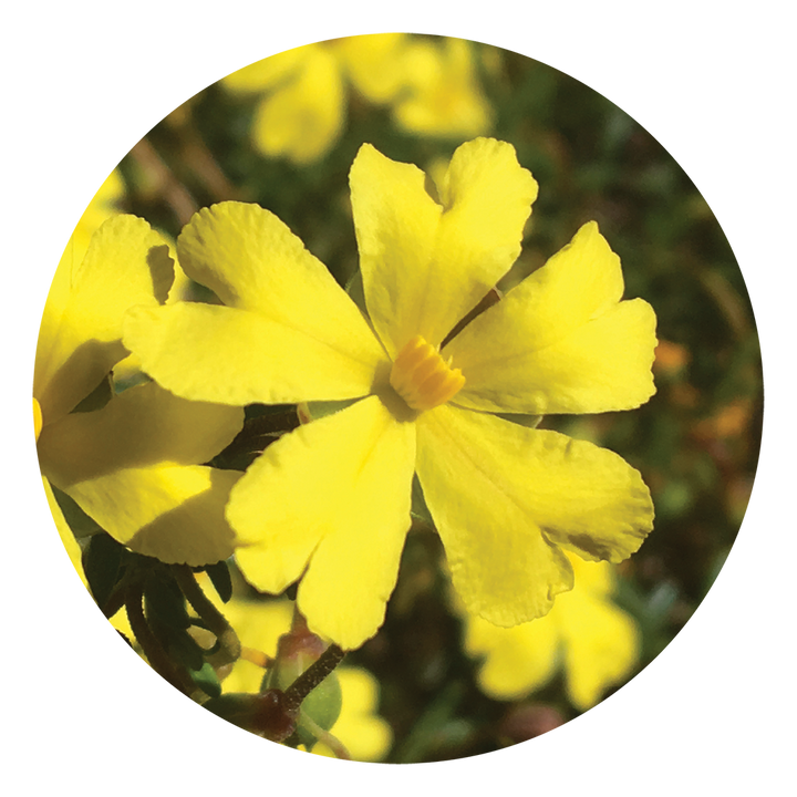 Hibbertia
