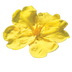 Hibbertia