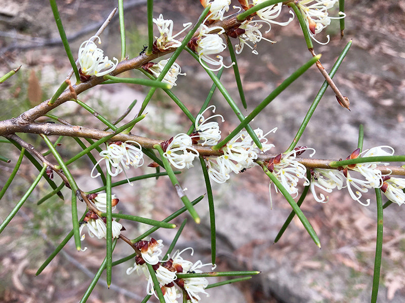 Dolch Hakea