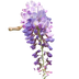 Wisteria