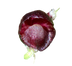 Red Helmet Orchid