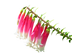 Bush Fuchsia