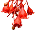 Illawarra Flame Tree