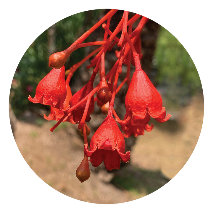 Illawarra Flame Tree