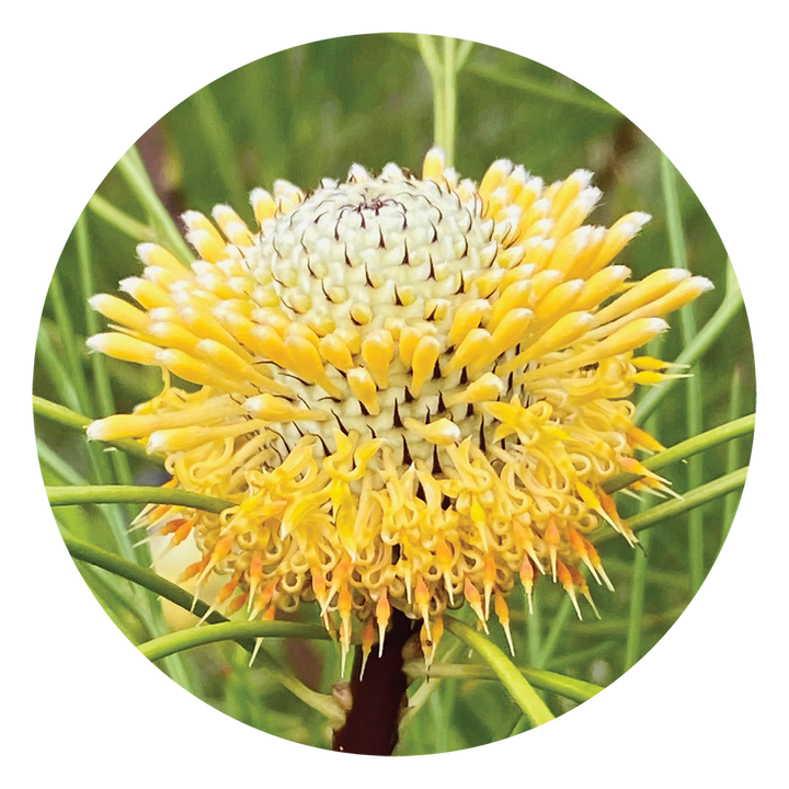 Isopogon