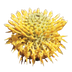 Isopogon