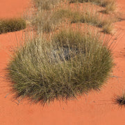 Spinifex