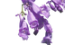 Jacaranda