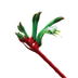 Kangaroo Paw
