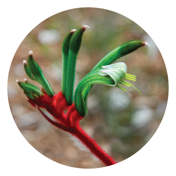 Kangaroo Paw