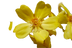 Kapok Bush